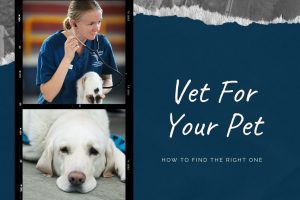 What Are The Steps To Take When Choosing A Good Vet?
